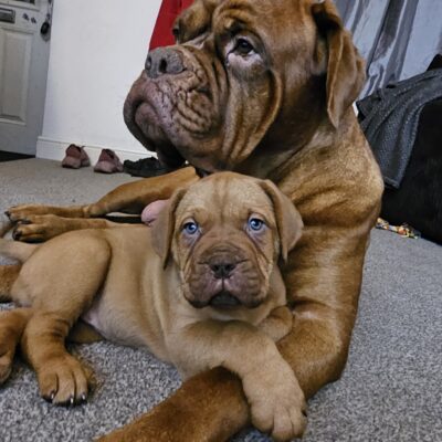 Dogue de bordeaux