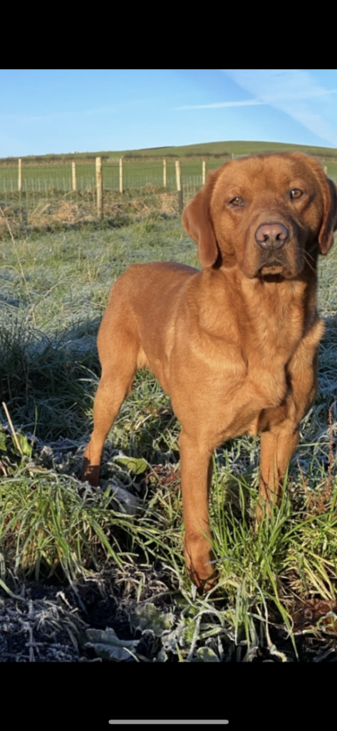 Fox red Labrador at stud - Breed My Dog