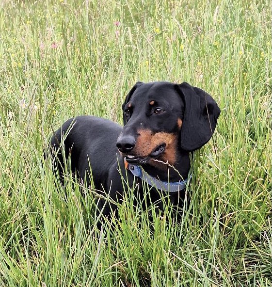 Handsome Black/Tan Standard Smooth haired Dachshund