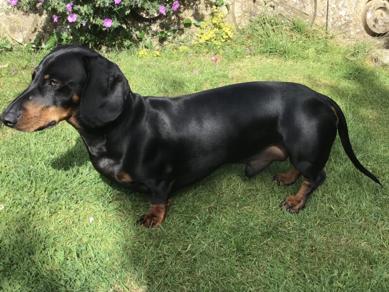 Handsome Black/Tan Standard Smooth haired Dachshund