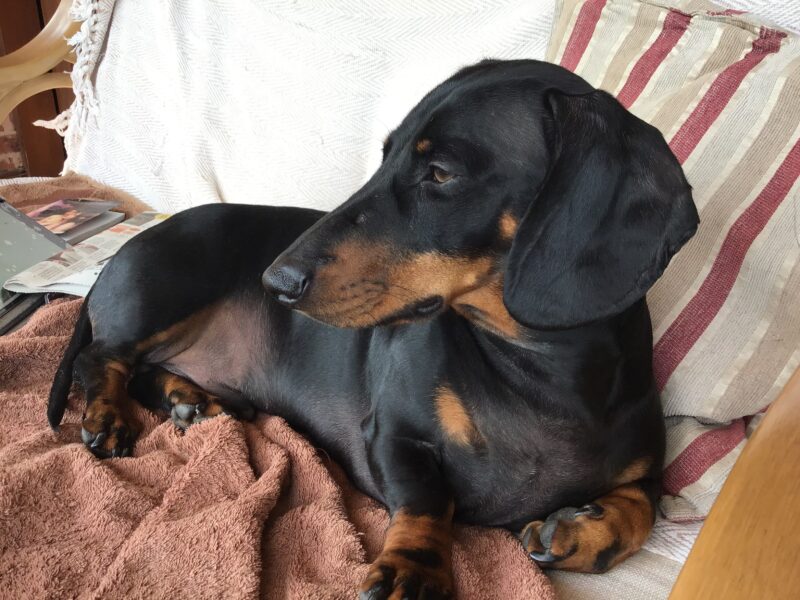 Handsome Black/Tan Standard Smooth haired Dachshund