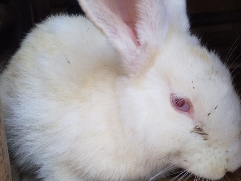 Rabbit white and black colors male and female