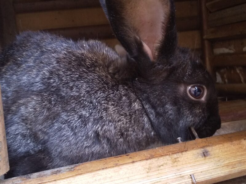 Rabbit white and black colors male and female