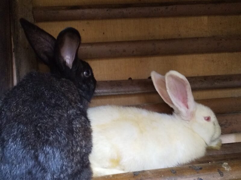 Rabbit white and black colors male and female