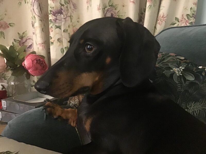 Handsome Black/Tan Standard Smooth haired Dachshund