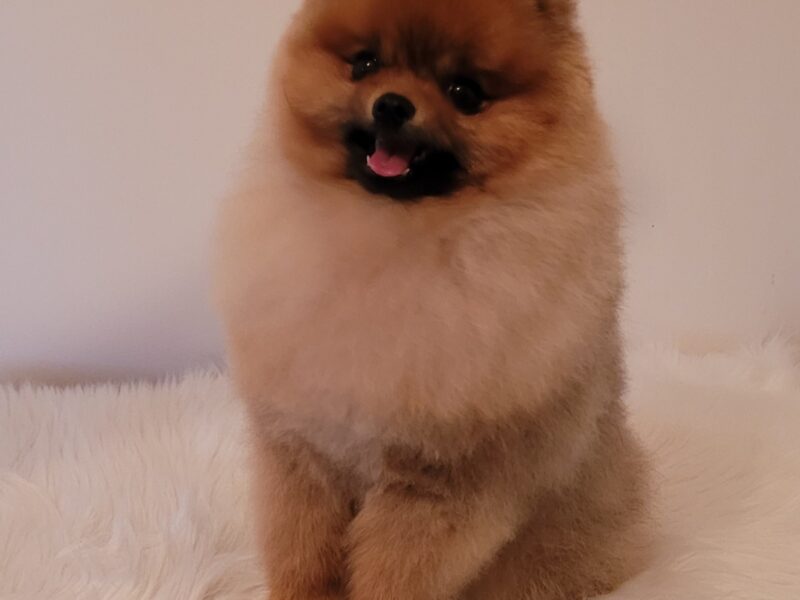 Pomeranian