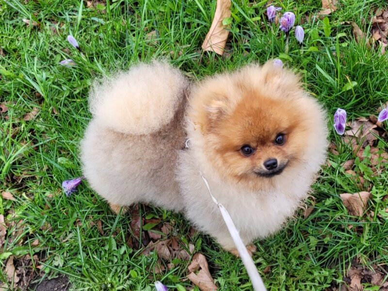 Pomeranian