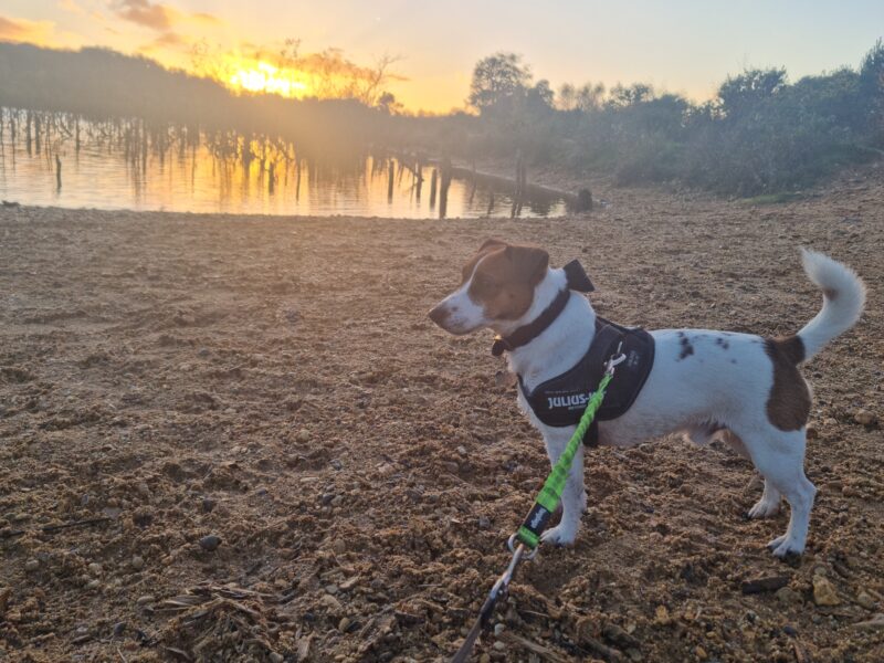 Jack Russel Terrier - KC Registered - Enhanced Pedigree - Champion Lineage