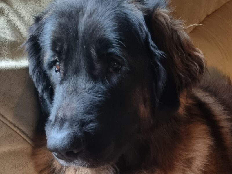 Leonberger Puppies