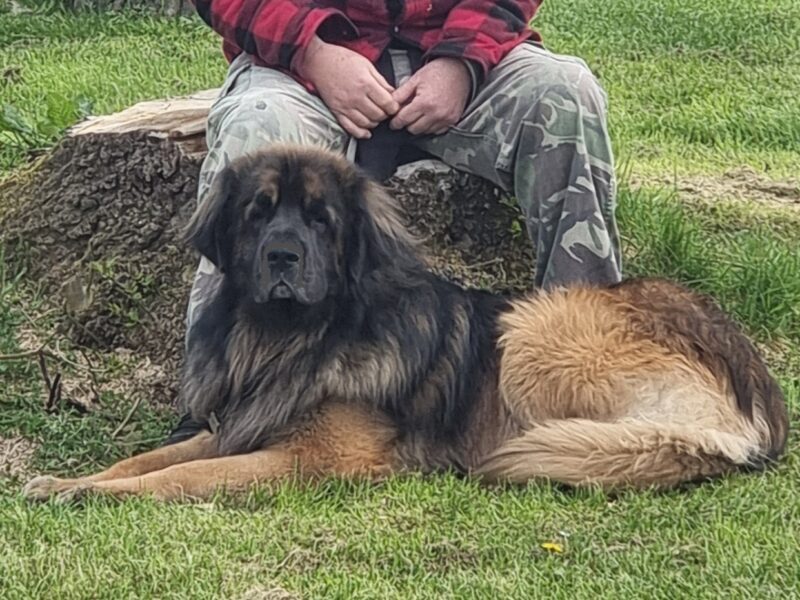 Leonberger Puppies