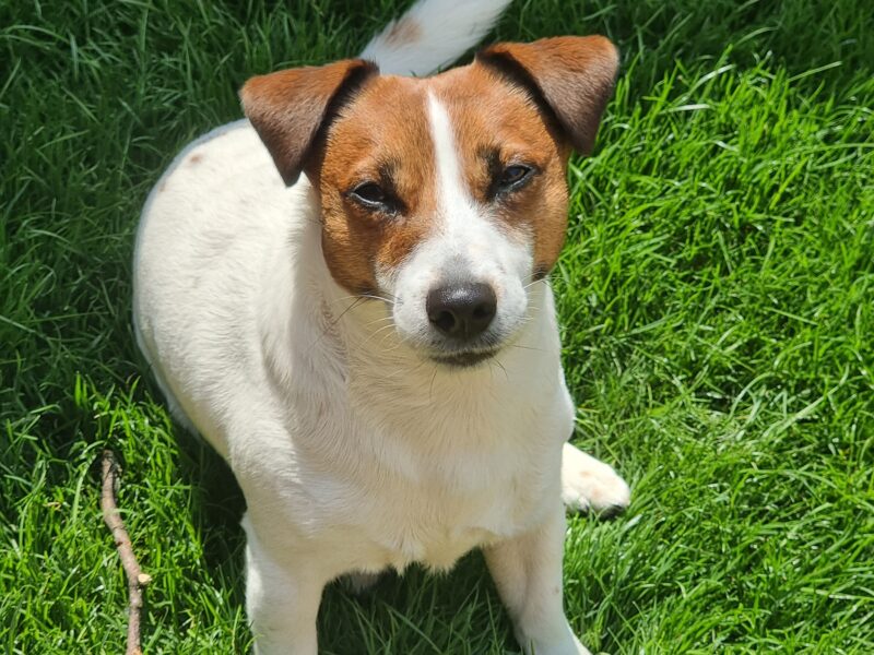 Jack Russel Terrier - KC Registered - Enhanced Pedigree - Champion Lineage