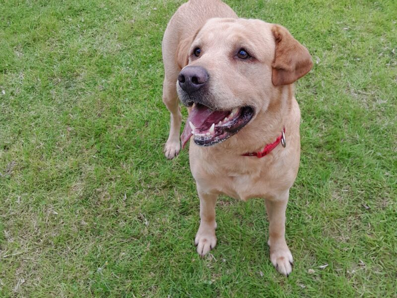 KC Registered Fox Red/Yellow Labrador Stud