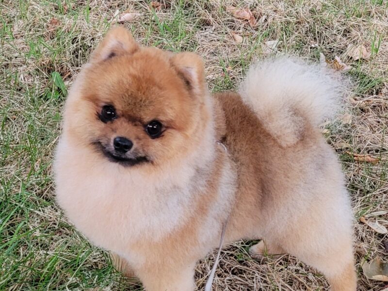 Pomeranian