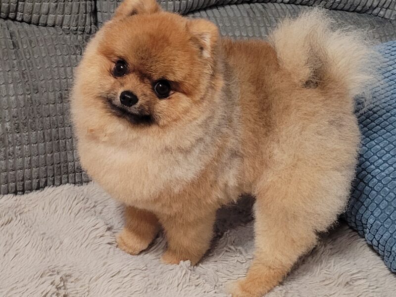 Pomeranian