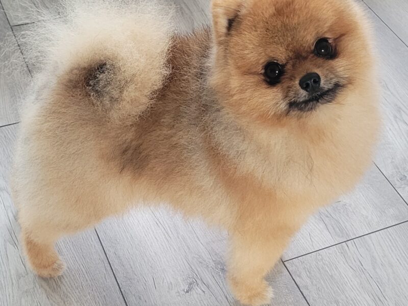 Pomeranian