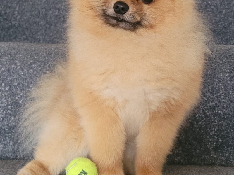 Pomeranian