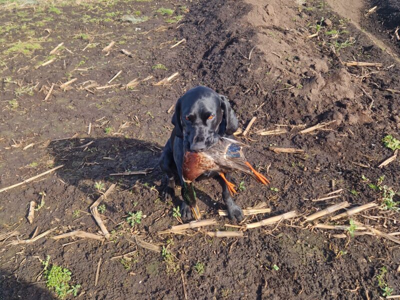 Proven stud 5th Generation kc registered gsp