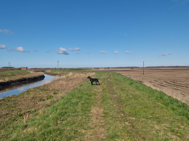 Proven stud 5th Generation kc registered gsp