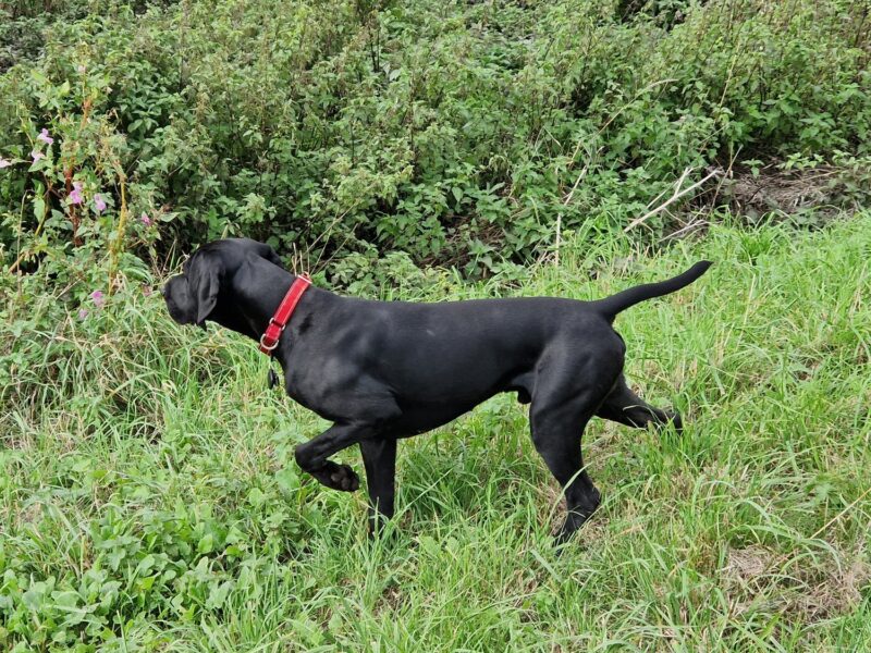 Proven stud 5th Generation kc registered gsp