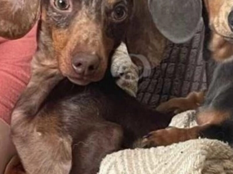 Kc registered miniature dachshund puppies hotsell