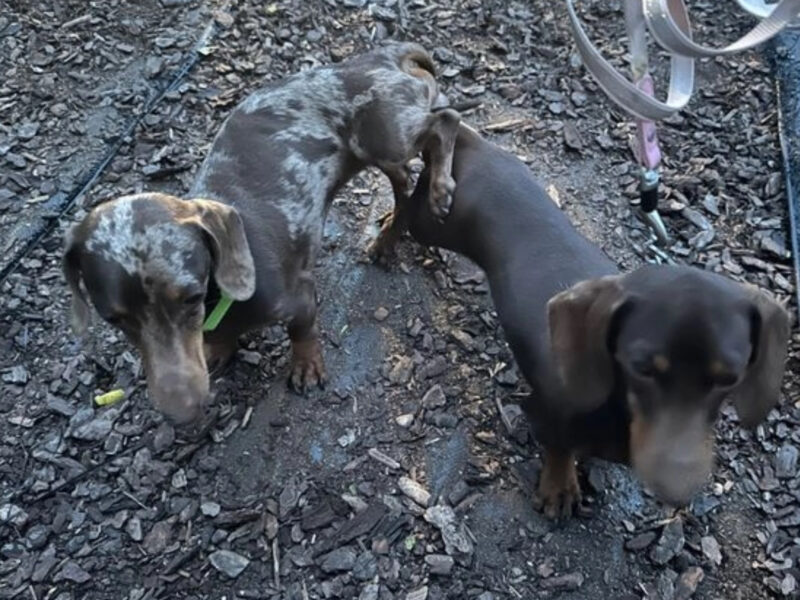 Tiny KC registered proven Choloclate dapple Miniature Dachshund Stud Dog