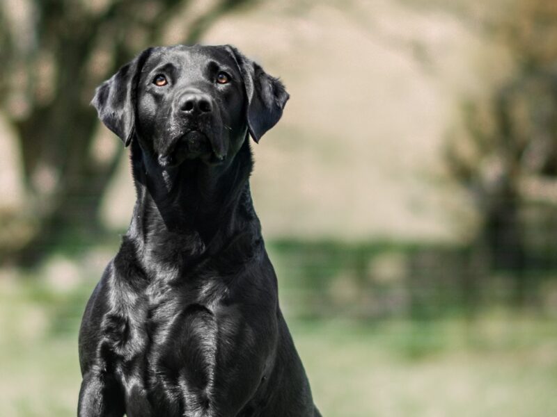 Fantastic naturally reared Black labs