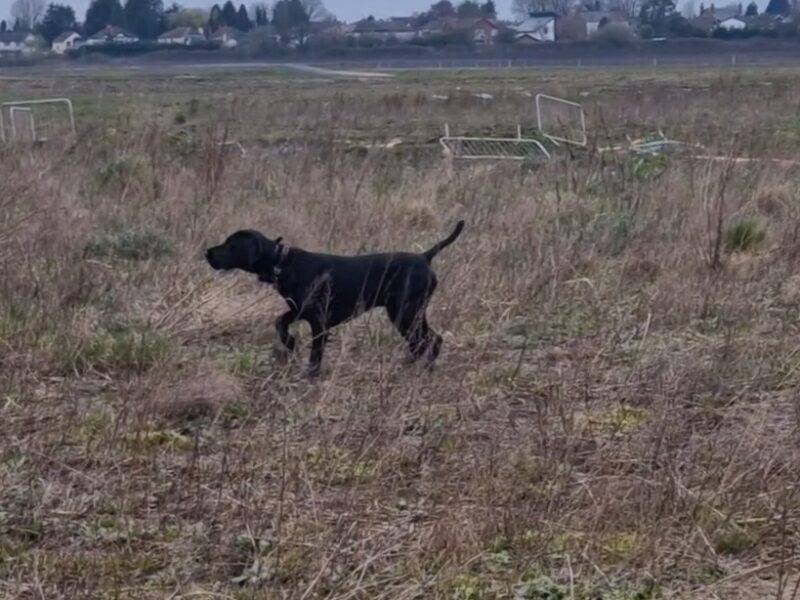 Proven stud 5th Generation kc registered gsp