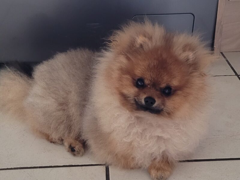 Pomeranian