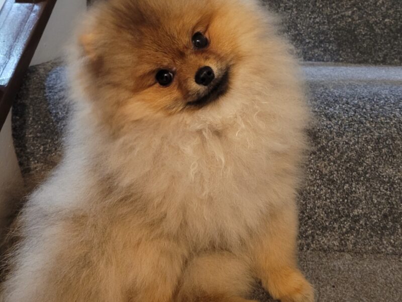 Pomeranian