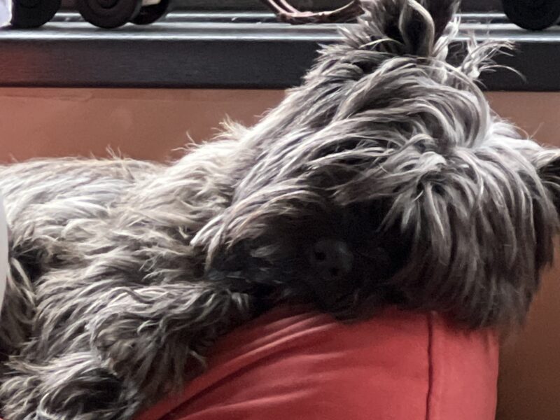 Cairn terrier stud - Charmundly Puce, Son of Zorro