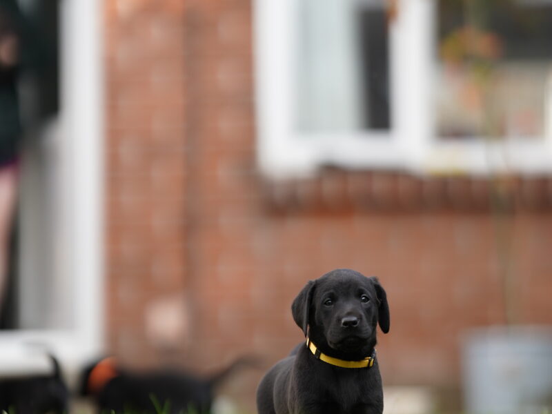 Fantastic naturally reared Black labs