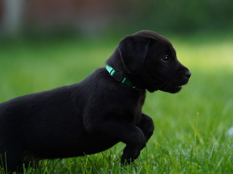 Fantastic naturally reared Black labs