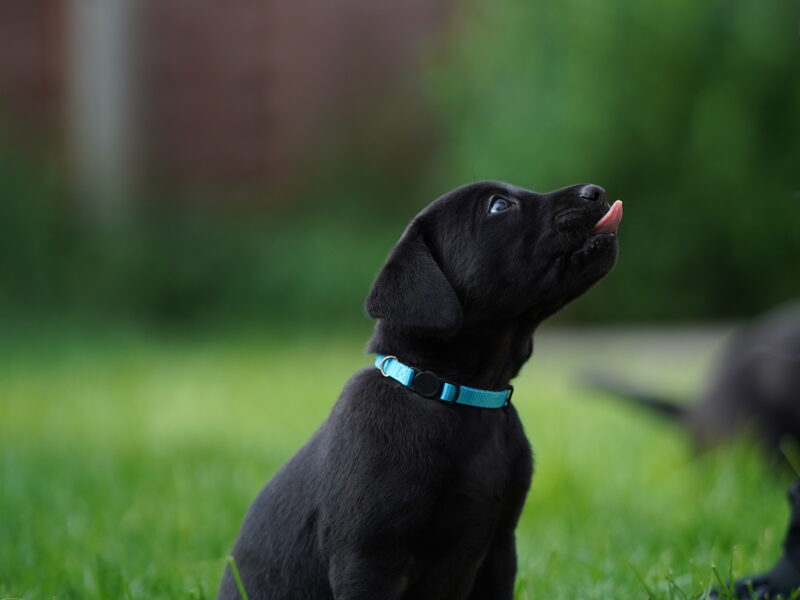 Fantastic naturally reared Black labs