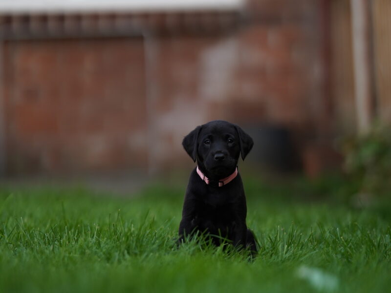 Fantastic naturally reared Black labs