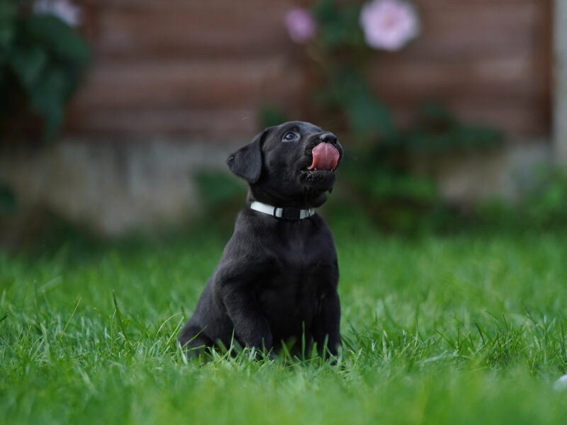 Fantastic naturally reared Black labs