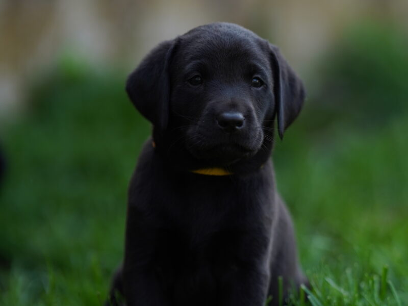 Fantastic naturally reared Black labs