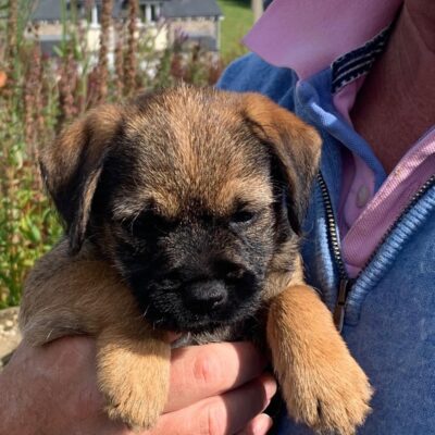 Border Terrier Puppies for Sale