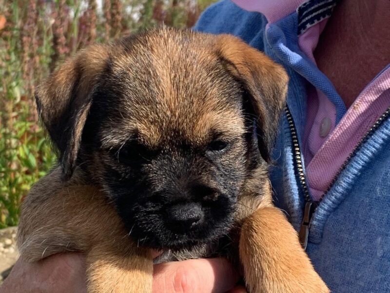 Border Terrier Puppies for Sale