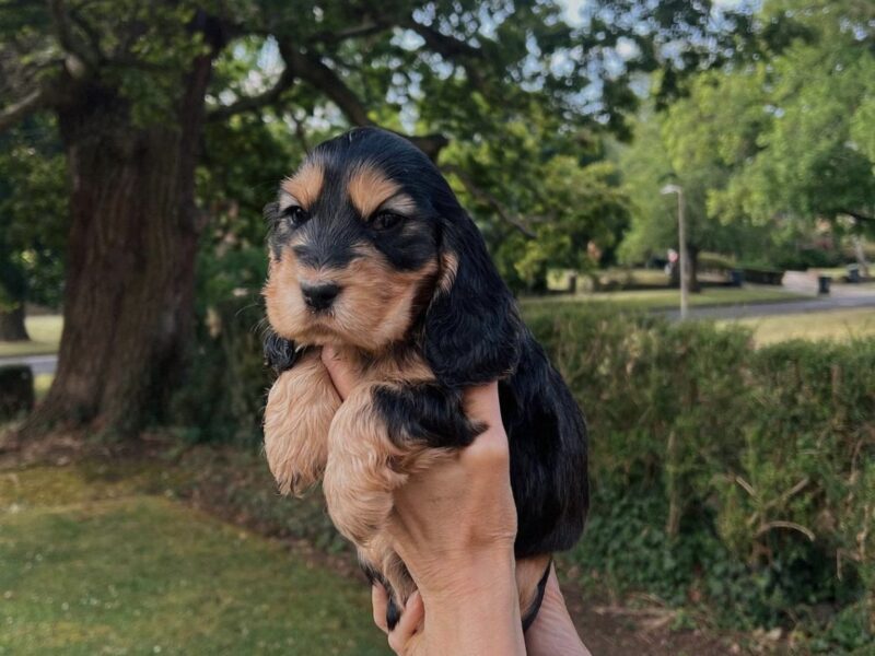 Show Spaniel Stud (KC Registered & Health Tested)