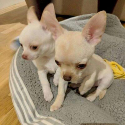 Chihuahua male and female +44 7482162214