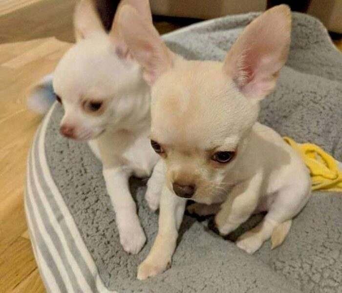 Chihuahua male and female +44 7482162214