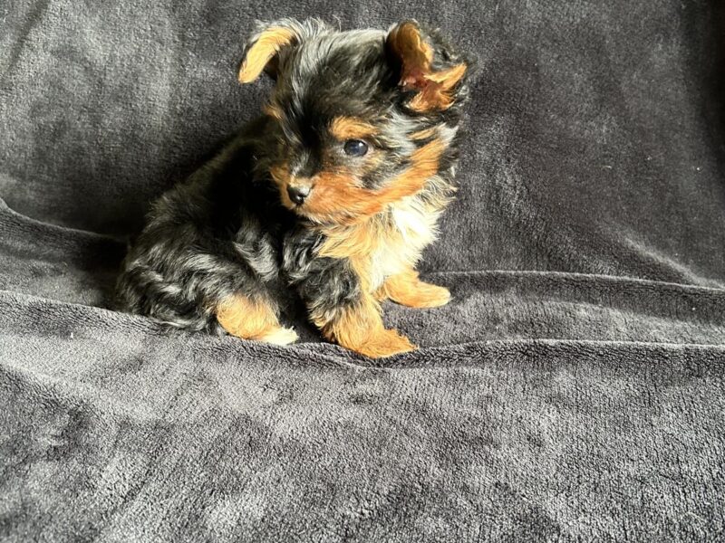 Teacup Yorkshire terrier puppies