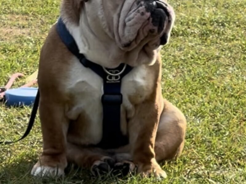 Traditional English Bulldog, BBC Gold, BOAS 1