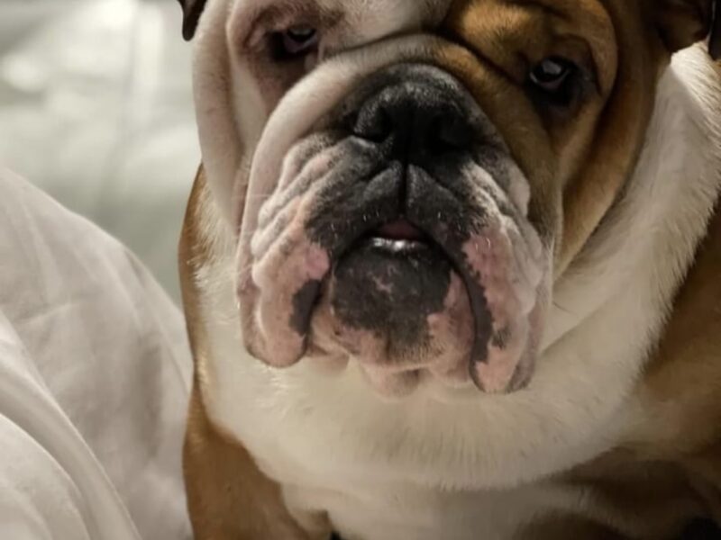 Traditional English Bulldog, BBC Gold, BOAS 1