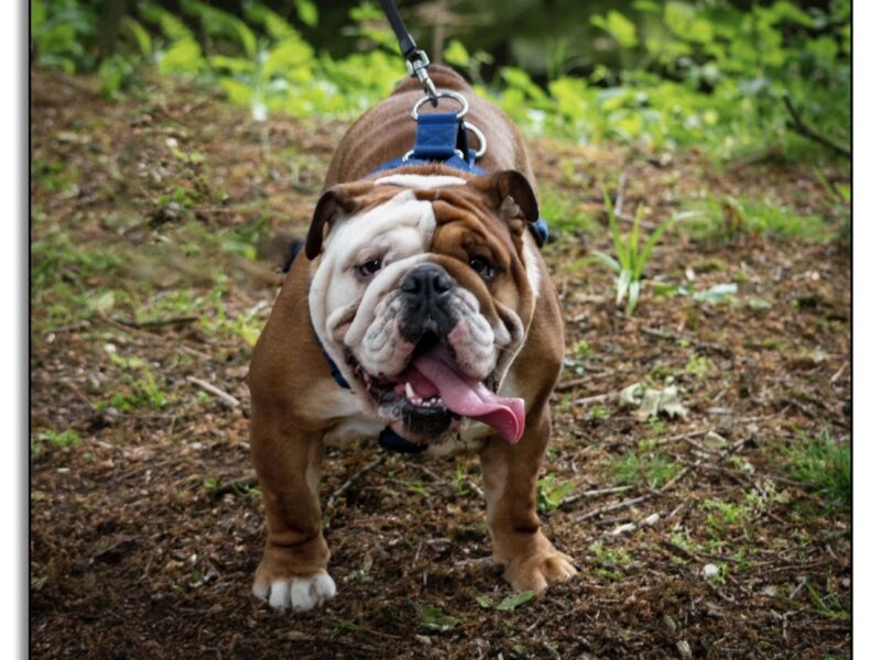 Traditional English Bulldog, BBC Gold, BOAS 1