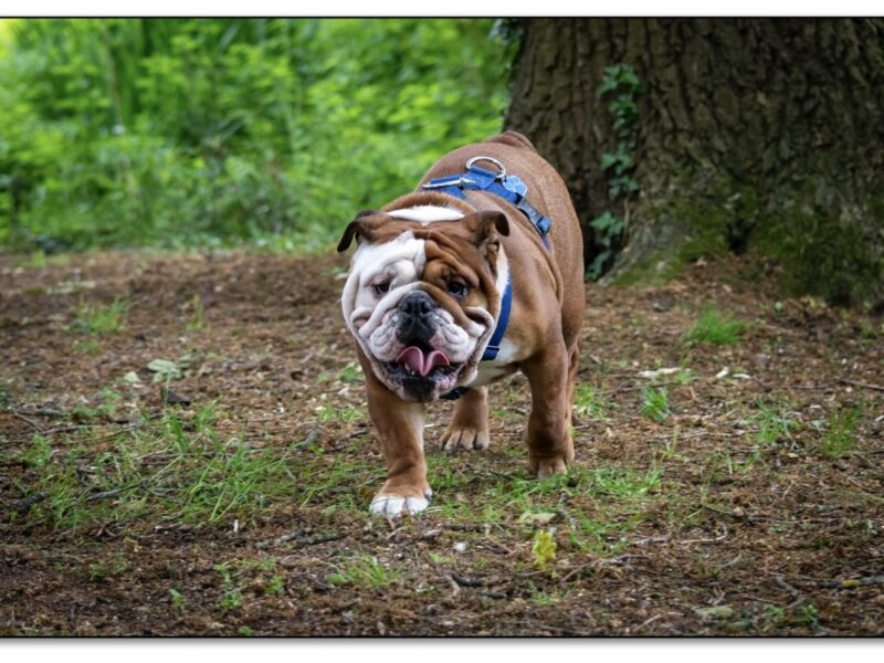 Traditional English Bulldog, BBC Gold, BOAS 1