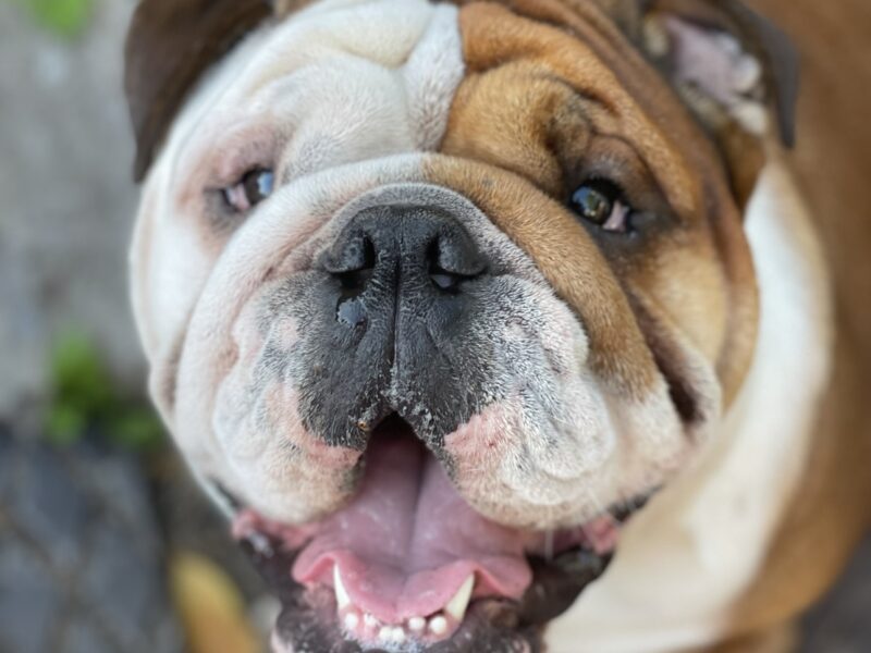 Traditional English Bulldog, BBC Gold, BOAS 1