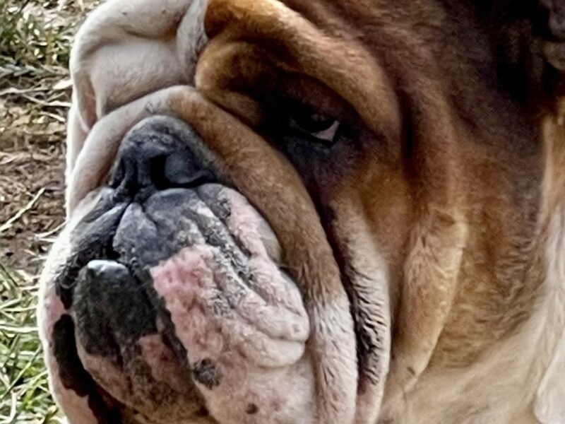 Traditional English Bulldog, BBC Gold, BOAS 1