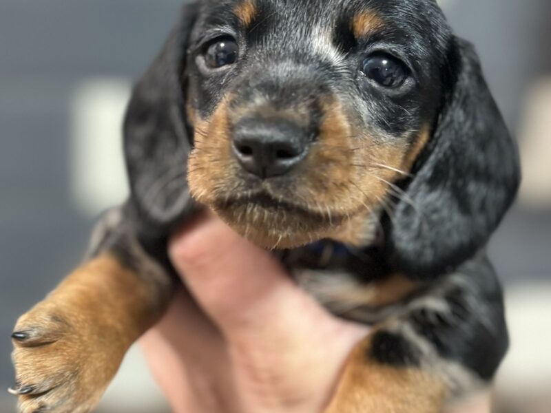 4 beautiful Russian bloodline kc mini dachshunds