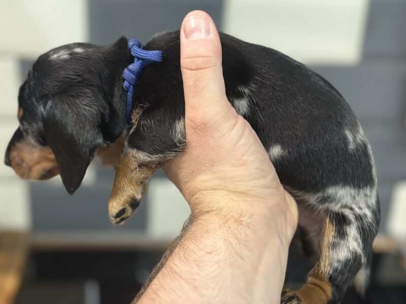 4 beautiful Russian bloodline kc mini dachshunds